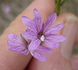 Epilobium brachycarpum flower